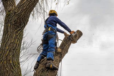 Abattage d'arbre nécessitant une déclaration à Granby