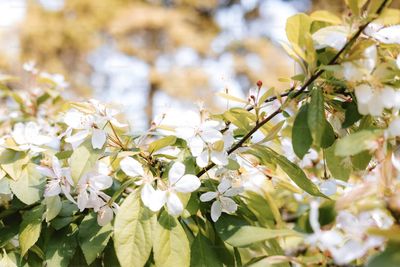 Entretien des arbres au printemps — conseils d'arboristes