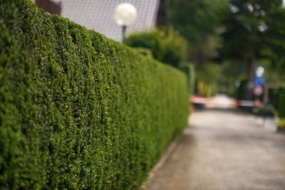 Taille de 120 mètres de haie de cèdres à Cap-Rouge